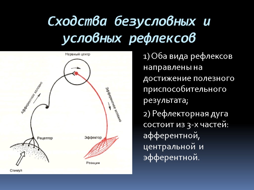 Сходства безусловных и условных рефлексов 1) Оба вида рефлексов направлены на достижение полезного приспособительного